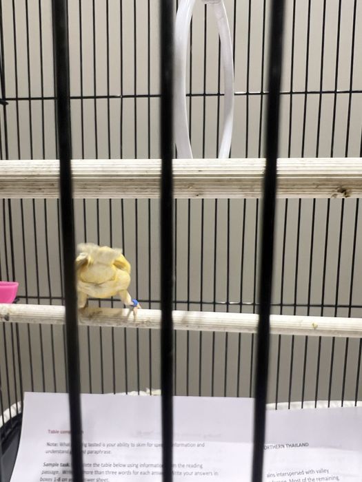 Канарейка самец