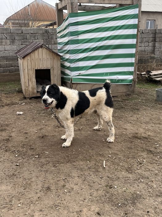 Готовый боец сатылады 2,5 жас