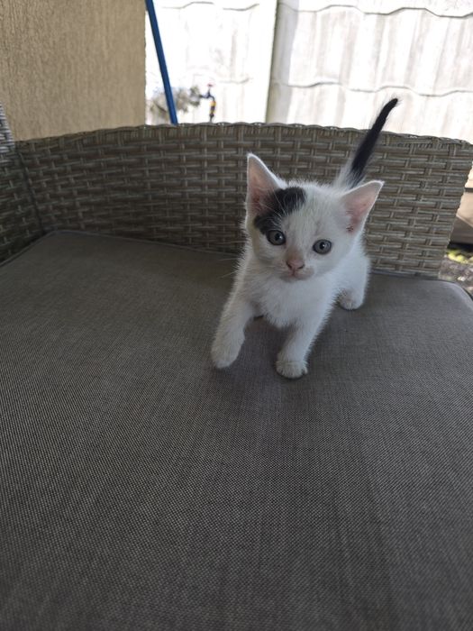 Pisoi spre adopție