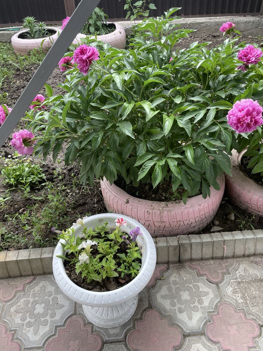 Недвижимость в бесагаше