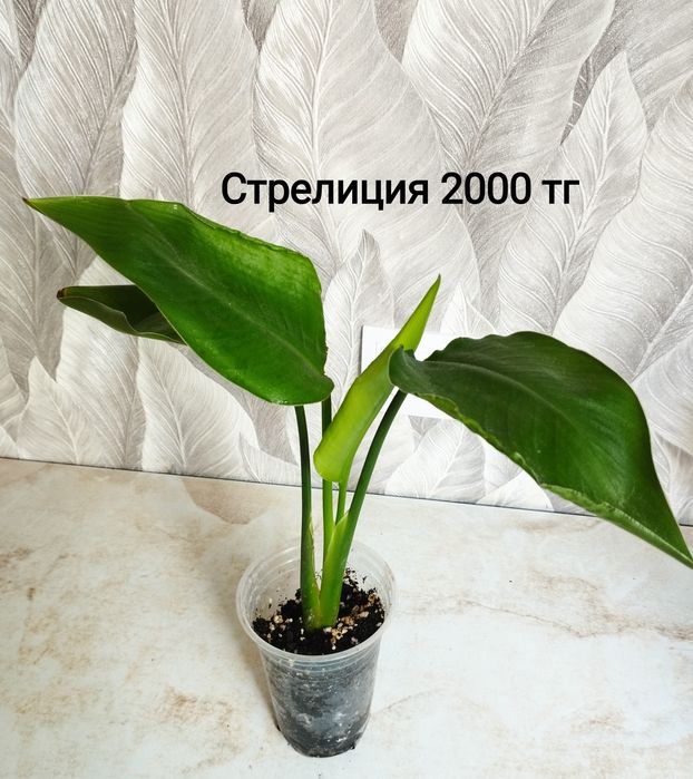 Монстера Тайское созвездие,  Монстера БМФ
