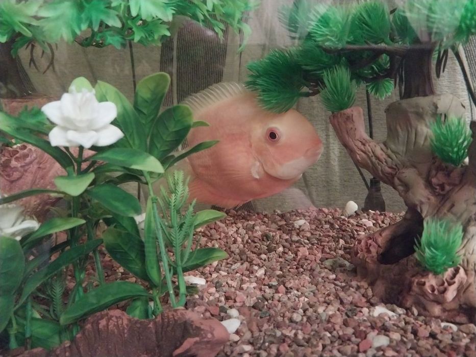 Продаю Аквариум SAE STAR с тумбой, 250 литроов, Китай.