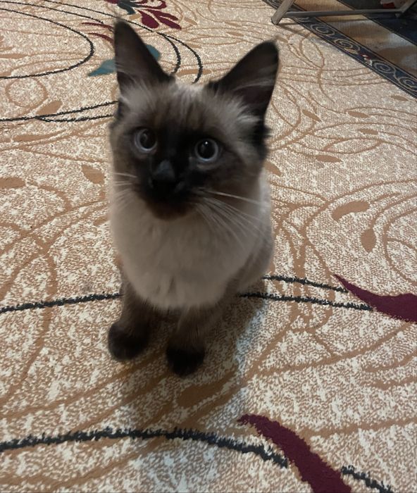 Продается сиамский кот