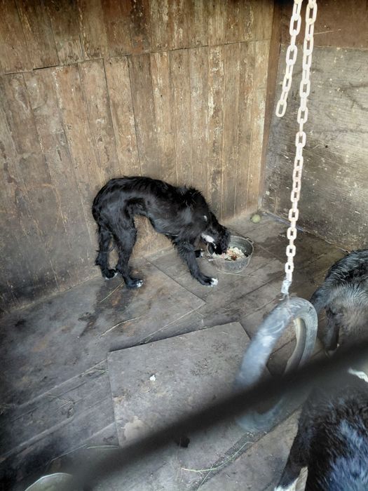 Найден тазы щенок