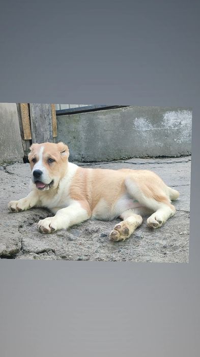 Щенки Алабая САО