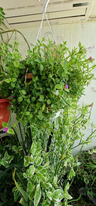 Цветы выращеные с любовью.