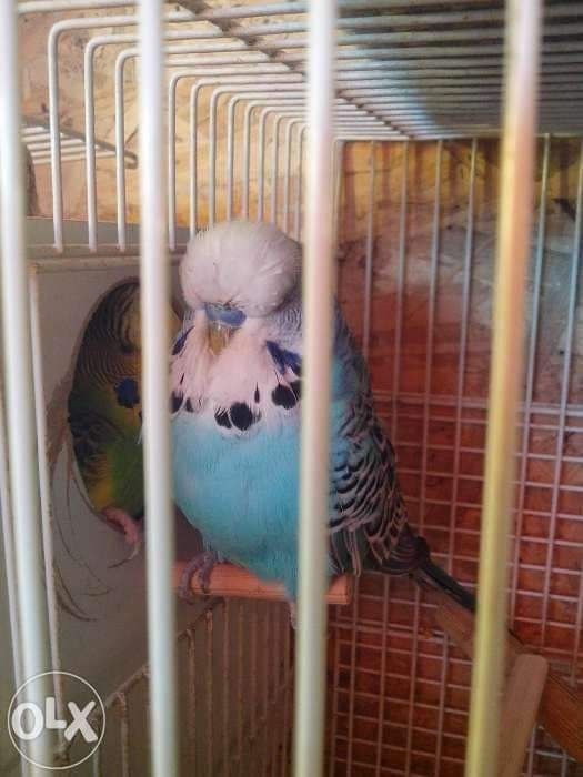 Vand papagali , peruși , toate culorile