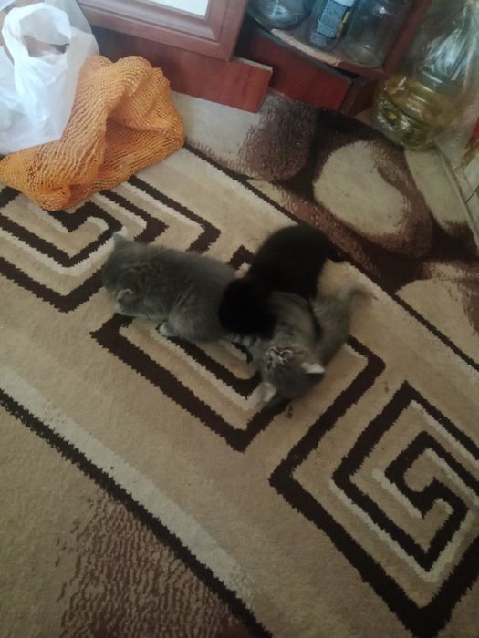 Отдаю котят платно