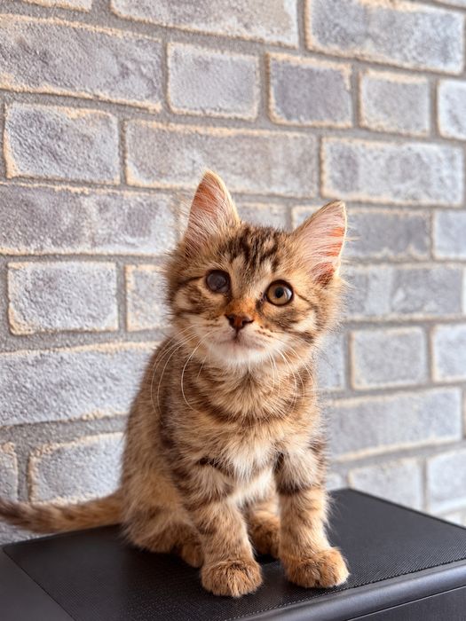 Котёнок в поисках дома
