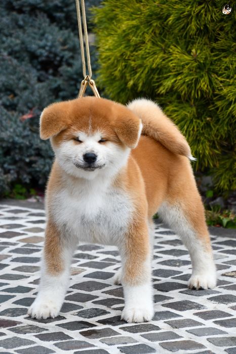 Akita Inu mascul