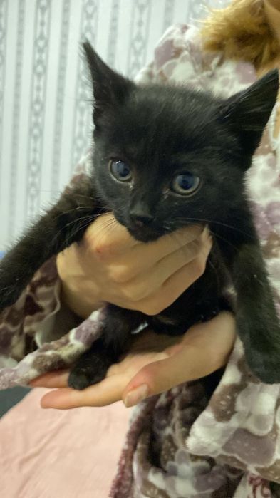 Котята ищют дом срочно