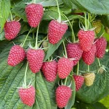 Малина ,,Полана,, Польская