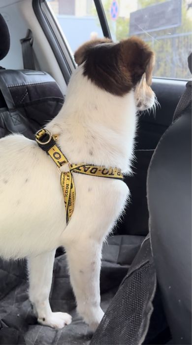 Щенок - подросток, девочка .