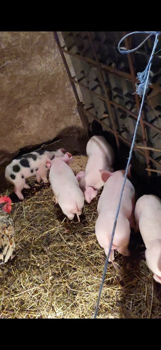 Прасета-Бяла българка