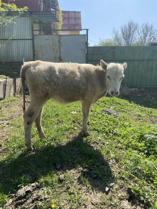 Телёнок бычки