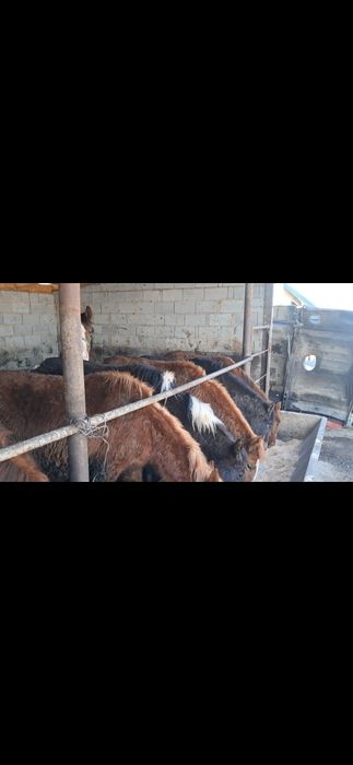 Тайлар полторашка