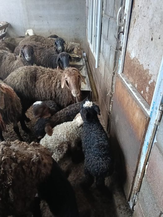 Продам Баранов с Ягнятами