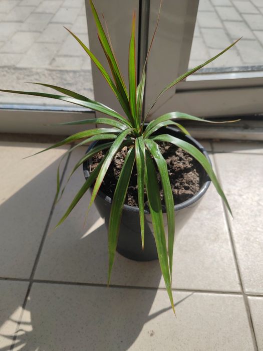 Комнатное растение