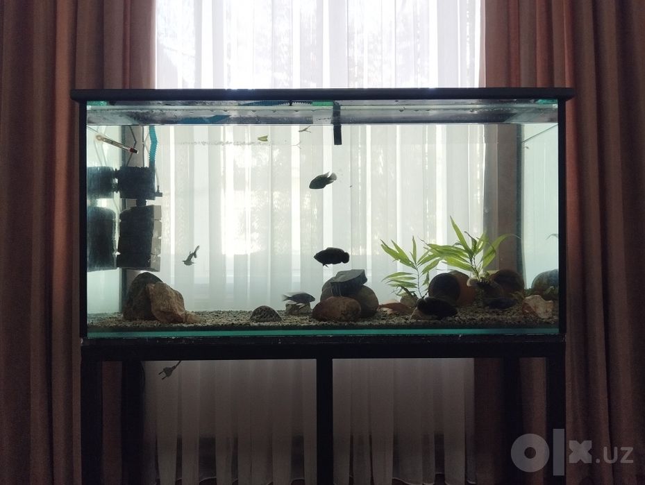 Akvarium sotiladi