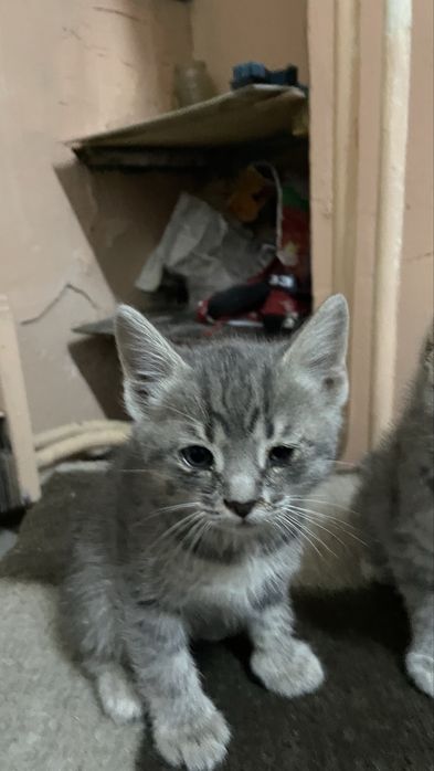 Отдам даром 3 мальчик 2 девочек