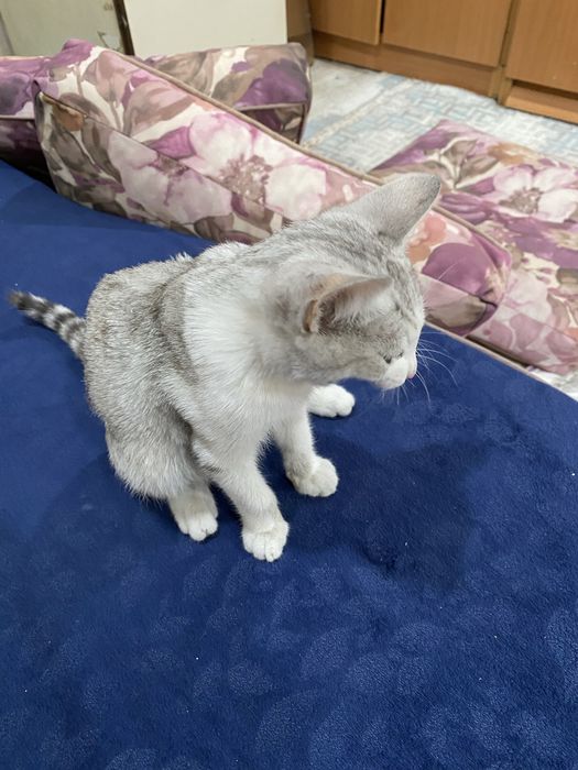Найден котёнок! Ищем хозяев