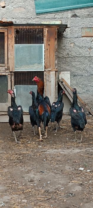 Продам дакан 4 куры и петух