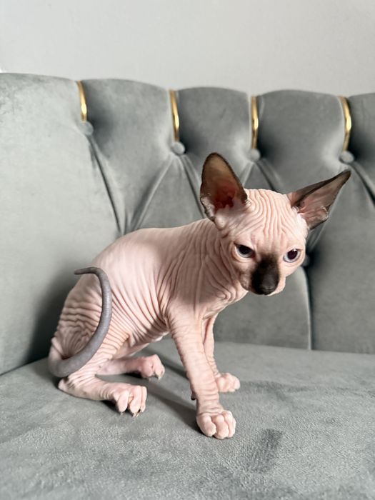 Fetita Sphynx Superba