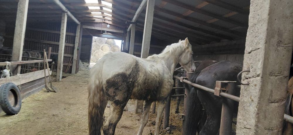 Жеребец 3 года объезжен чисто белый