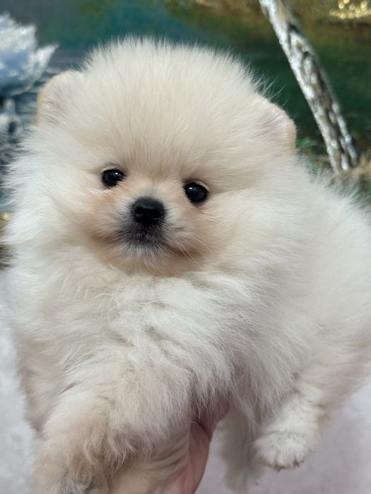 Шикарные малыши шпица