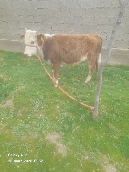 Navos sotladi soglom