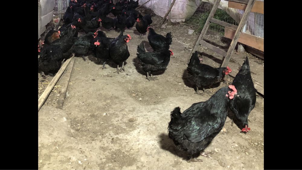 Новопронесли кокошки носачки, снасящи цветни яйца 6  МЕСЕЧНИ