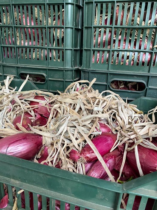 Vând ceapă albă și ceapă roșie