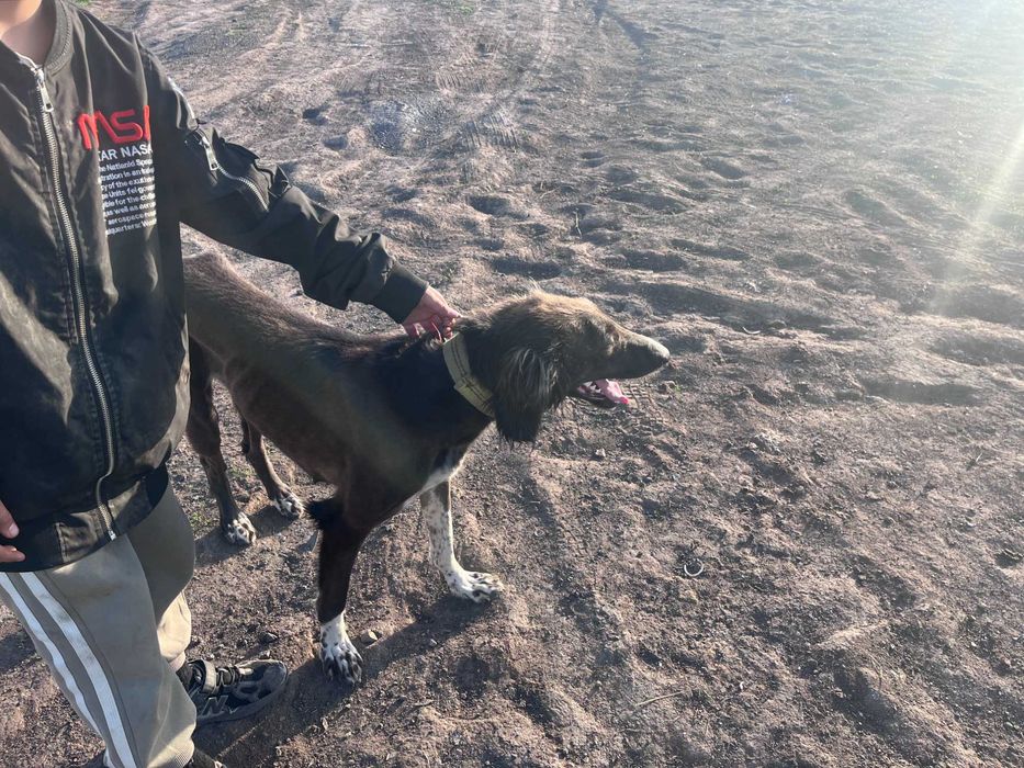 Тазы қаншық ауызданған