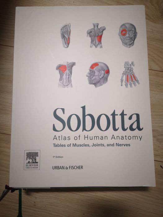 Sabotta și Grey's Anatomy (engleza)