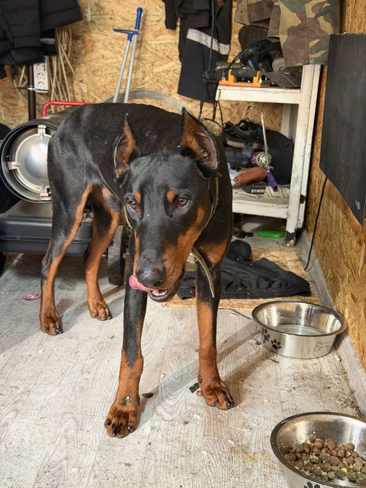 Доберман 9 месяцев