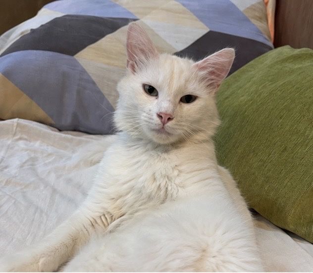 Отдам кошку в хорошие руки