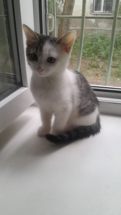 Отдам котят и маму