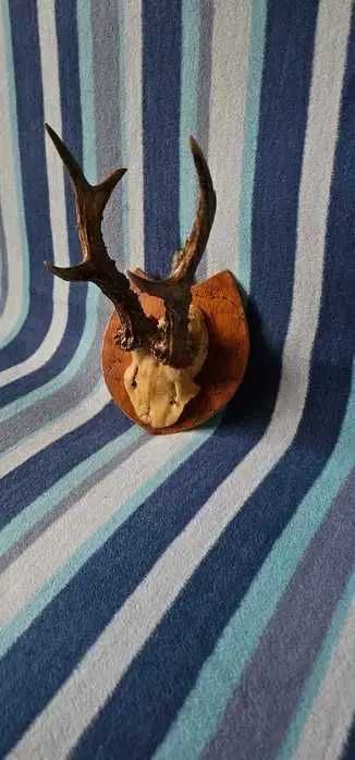 coarne cerb caprior lungime 20cm