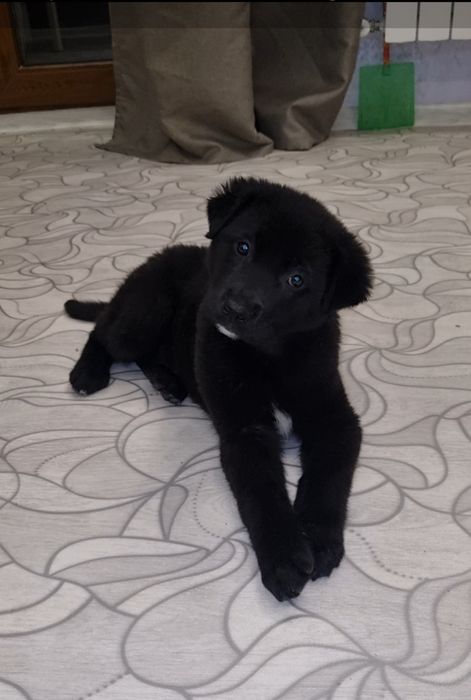 Малышка ищет мампап. Доставлю!