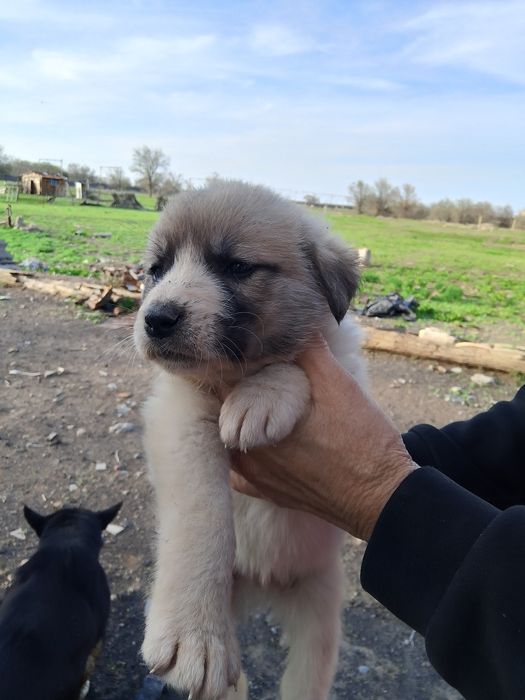 Отдаём щенков в добрые руки:)