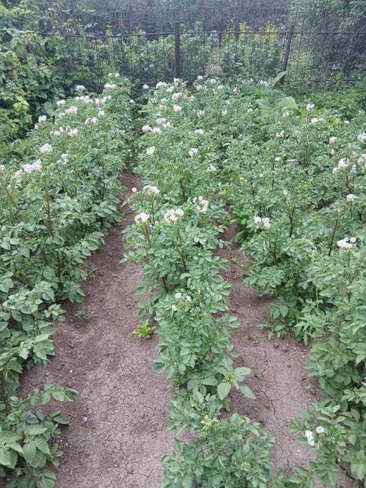 Продаю дачу в ДО Черемушки