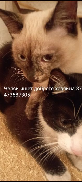 Отдам в хорошие руки