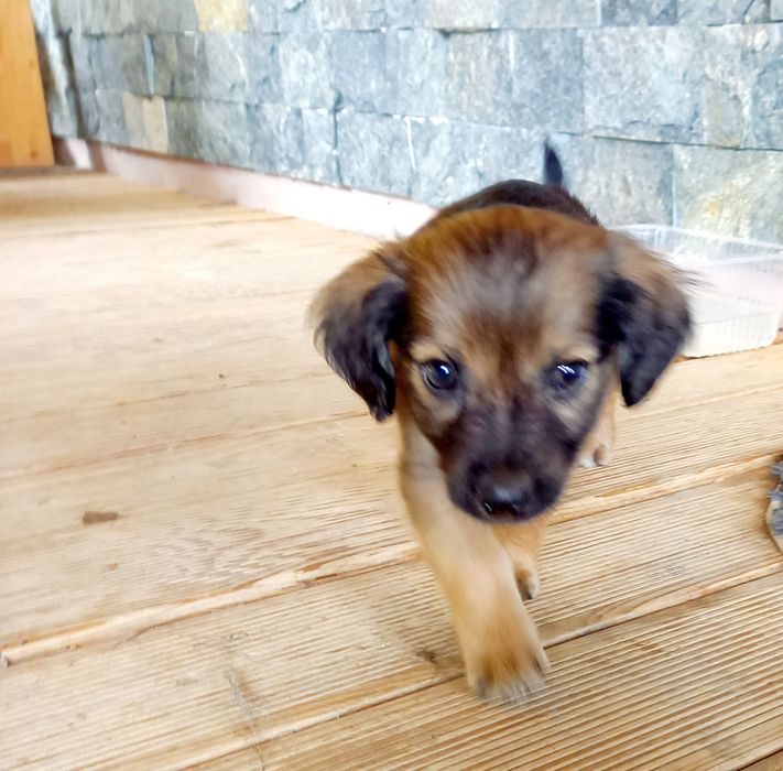 Adopție catelus de doua luni