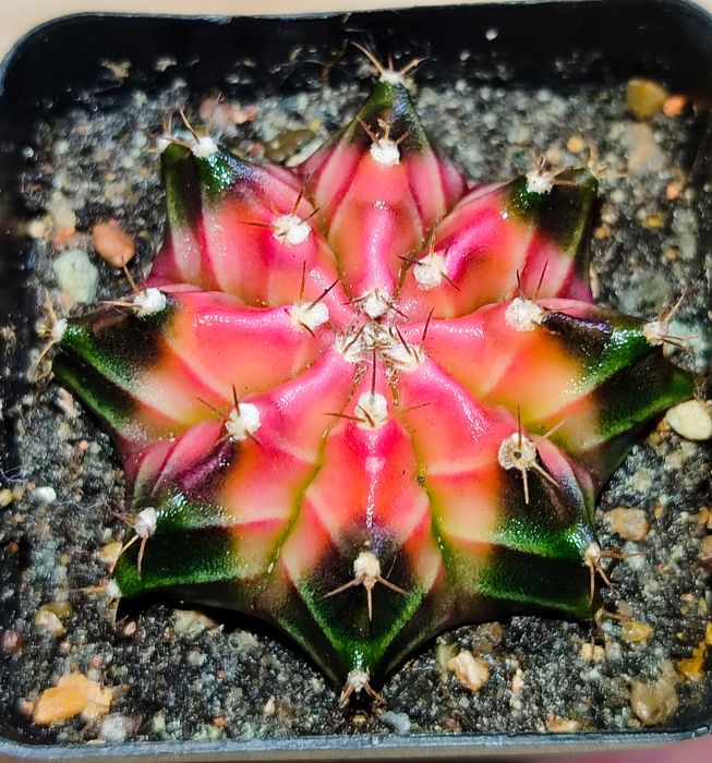 Вариегатные Кактусы