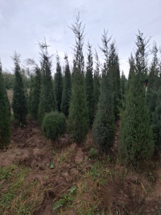 Газон бор оптим дастафка бор