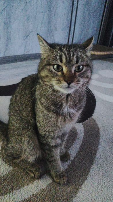 Котика в добрые руки