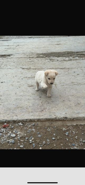 Щенки / Күшік бесплатно