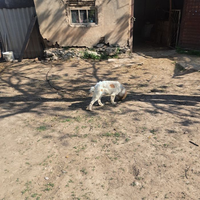 Сабака спаниель срочна