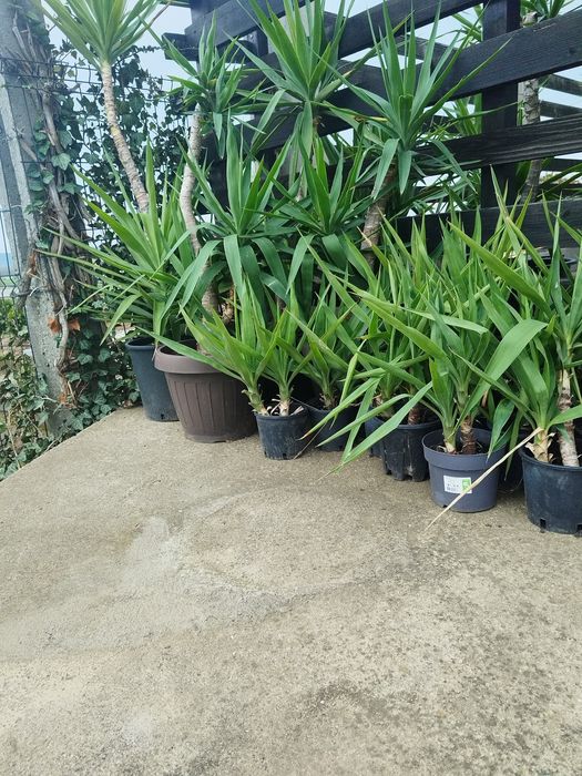 Flori ,yucca ghiveci