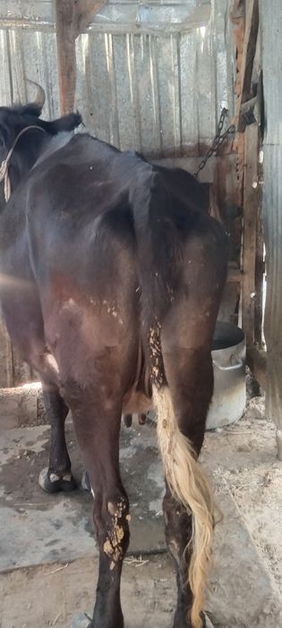 Сиыр сатылады  450 мын